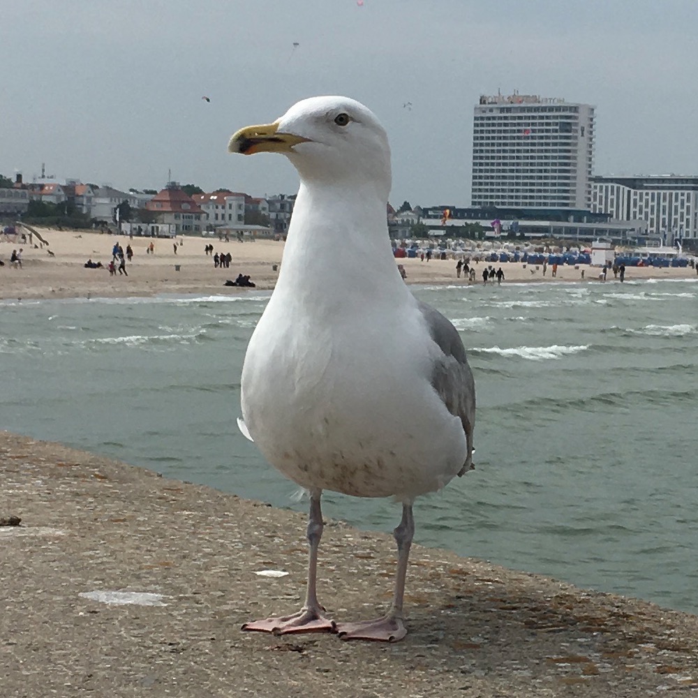 seagull image